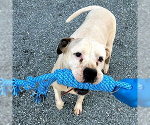 Boxer Dogs for adoption in Rutherfordton, NC, USA