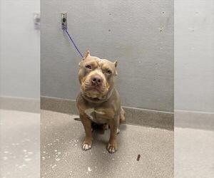 American Pit Bull Terrier-Unknown Mix Dogs for adoption in Las Vegas, NV, USA