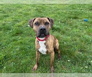 American Pit Bull Terrier-Unknown Mix Dogs for adoption in McKinleyville, CA, USA