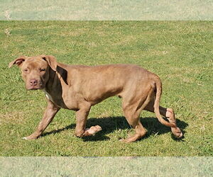American Pit Bull Terrier Dogs for adoption in Grovetown, GA, USA