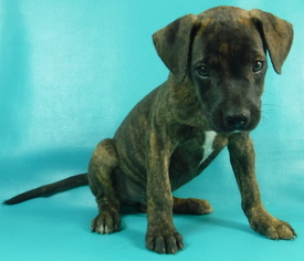 Medium Photo #1 Plott Hound-Unknown Mix Puppy For Sale in Morton Grove, IL, USA