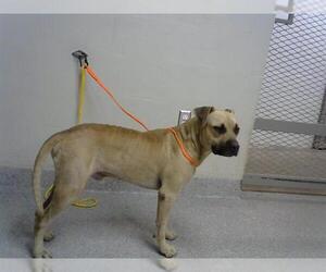 Staffordshire Bull Terrier-Unknown Mix Dogs for adoption in Pasadena, TX, USA