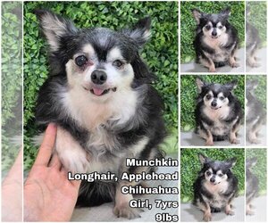 Chihuahua Dogs for adoption in Seattle, WA, USA