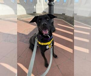 Labrador Retriever Dogs for adoption in Corpus Christi, TX, USA