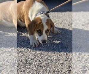 Basset Hound-Unknown Mix Dogs for adoption in Evansville, IN, USA