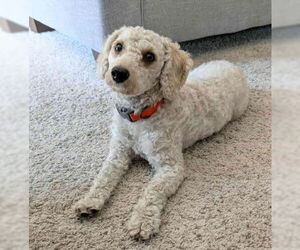 Maltipoo Dogs for adoption in Des Moines, IA, USA