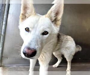 Siberian Husky Dogs for adoption in San Bernardino, CA, USA