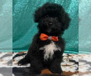 Bichon Frise Dogs for adoption in Brooklyn Center, MN, USA