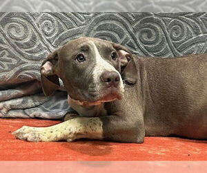 American Pit Bull Terrier-Unknown Mix Dogs for adoption in Wetumpka, AL, USA