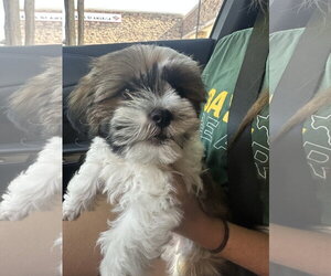 Shih Tzu Dogs for adoption in McKinney, TX, USA