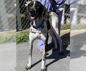 Bluetick Coonhound Dogs for adoption in Waterford, VA, USA