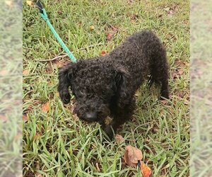 Poochon Dogs for adoption in Missouri City, TX, USA