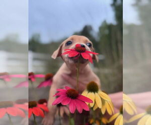 Labrador Retriever-Unknown Mix Dogs for adoption in Holly Springs, NC, USA