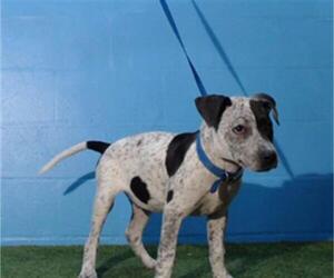 Bluetick Coonhound Dogs for adoption in Orlando, FL, USA