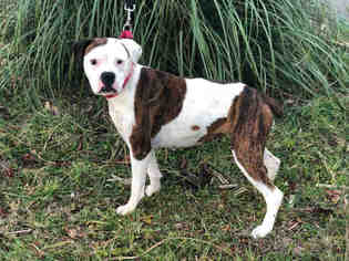 Boxer Dogs for adoption in McKinleyville, CA, USA