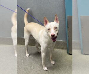 Siberian Husky-Unknown Mix Dogs for adoption in Las Vegas, NV, USA