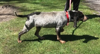 Bluetick Coonhound Dogs for adoption in Pipestem, WV, USA