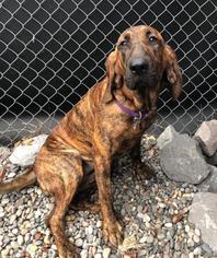 Plott Hound Dogs for adoption in Washougal, WA, USA