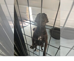 Chug Dogs for adoption in Tracy City, TN, USA