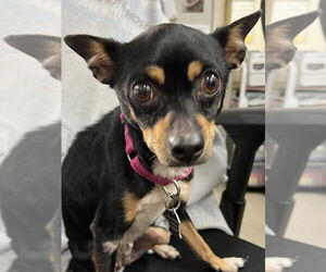 Chipin Dogs for adoption in Mundelein, IL, USA