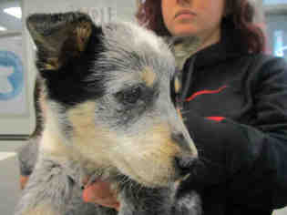 Medium Photo #1 Mutt Puppy For Sale in Oklahoma City, OK, USA