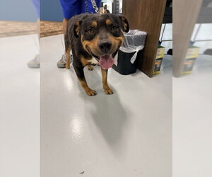 Rottweiler-Unknown Mix Dogs for adoption in Temple, TX, USA