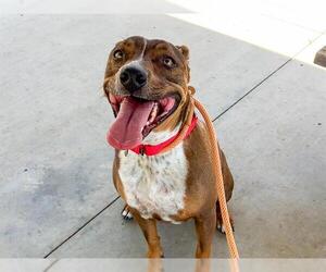 American Pit Bull Terrier-Unknown Mix Dogs for adoption in Orange, CA, USA