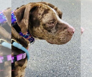 American Bulldog-American Staffordshire Terrier Mix Dogs for adoption in Princeton, MN, USA