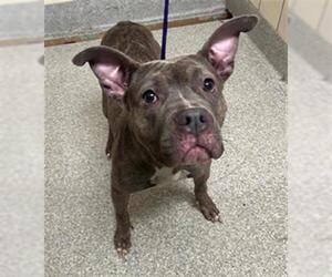 American Pit Bull Terrier Dogs for adoption in Pasadena, TX, USA