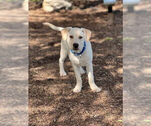 Labrador Retriever-Unknown Mix Dogs for adoption in Brewster, NY, USA