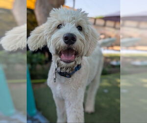Golden Retriever Dogs for adoption in Studio City, CA, USA