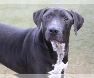 Lab-Pointer Dogs for adoption in Tallahassee, FL, USA