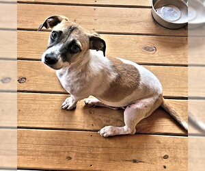 Jack Russell Terrier-Unknown Mix Dogs for adoption in Rutherfordton, NC, USA