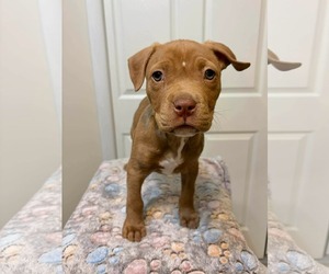 Medium Photo #5 Mutt Puppy For Sale in Derwood, MD, USA