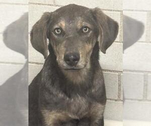 Unknown-Weimaraner Mix Dogs for adoption in Stockton, CA, USA