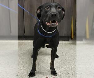 American Pit Bull Terrier-Unknown Mix Dogs for adoption in Conroe, TX, USA