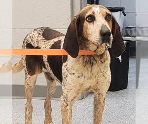 English Coonhound Dogs for adoption in Galax, VA, USA