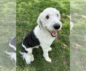 Sheepadoodle Dogs for adoption in Lee's Summit, MO, USA