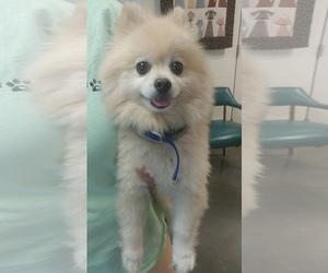 Maltipom Dogs for adoption in Pottstown, PA, USA