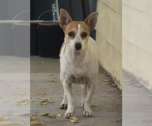 Mutt Dogs for adoption in San Antonio, TX, USA