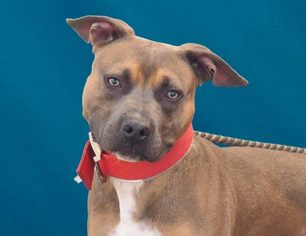 American Pit Bull Terrier-German Shepherd Dog Mix Dogs for adoption in Pasadena, CA, USA