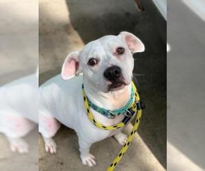 Bogle Dogs for adoption in Kansas City, MO, USA