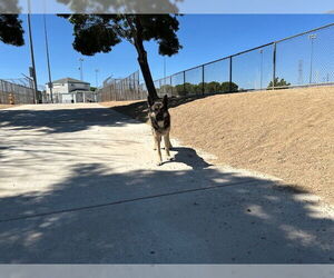 German Shepherd Dog-Siberian Husky Mix Dogs for adoption in HESPERIA, CA, USA
