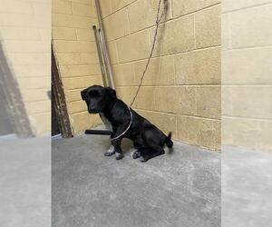 American Pit Bull Terrier Dogs for adoption in Stockton, CA, USA