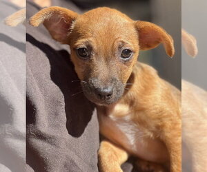 Medium Photo #2 Chihuahua-Unknown Mix Puppy For Sale in Dana Point, CA, USA