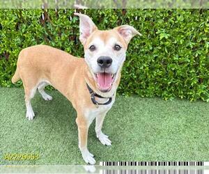 Labrador Retriever Dogs for adoption in West Palm Beach, FL, USA
