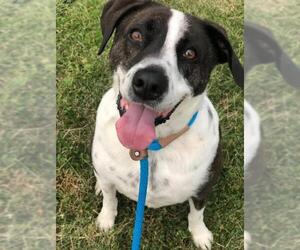 Lab-Pointer Dogs for adoption in Techny, IL, USA
