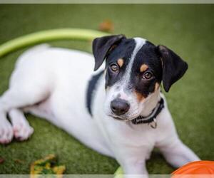 American Pit Bull Terrier-Unknown Mix Dogs for adoption in Dedham, MA, USA