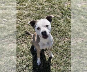 American Pit Bull Terrier Dogs for adoption in Lee's Summit, MO, USA