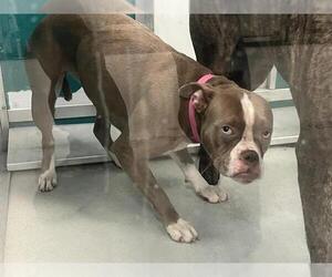Bullboxer Pit Dogs for adoption in Oklahoma City, OK, USA